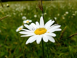 花,雛菊,自然