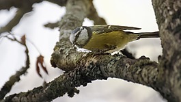 藍山雀,鳥,動物
