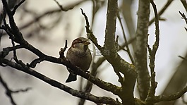 鳥,麻雀,動物