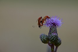 甲蟲,花,性質