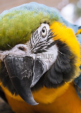 動物,鸚鵡,鳥