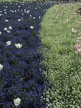 郁金香,鲜花,花域