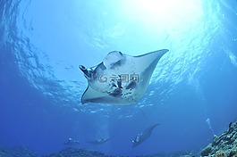 曼塔,海,蝠鲼