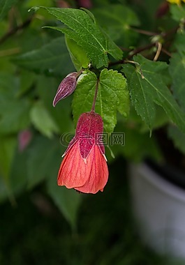 花園,花,關(guān)閉