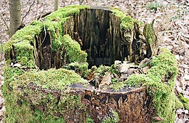 莫斯,樹樁,性質(zhì)