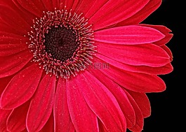 花的,盛開,花瓣