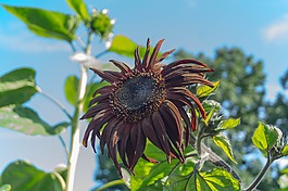 太陽花,性質(zhì),夏季