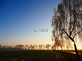 寒冬,日落,樹(shù)木