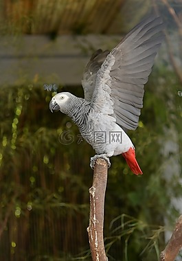 鳥(niǎo),鸚鵡,動(dòng)物園