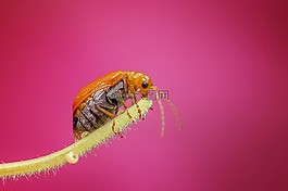 昆蟲,特寫,甲蟲，昆蟲