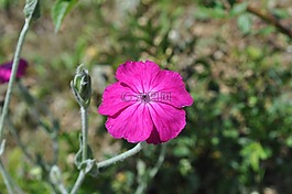花,粉紅色,自然