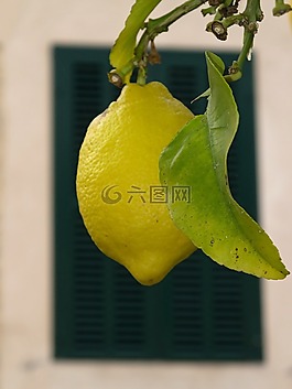 水果,樹,檸檬
