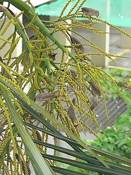 鳥(niǎo),束,性質(zhì)