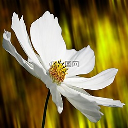 cosmea,花,厂