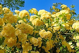 玫瑰,花,黃色