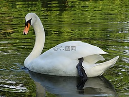 天鵝,性質(zhì),水