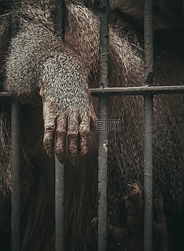 動(dòng)物,猿,籠