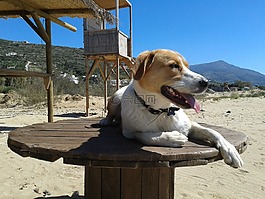 狗,海灘,動物