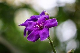 tibouchina,花,紫