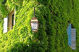viriginia爬行,常春藤,房子