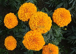 万寿菊,花,黄色