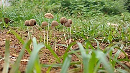 草,綠色,雨