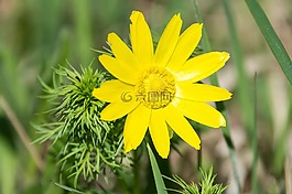 開花,黃色,關(guān)閉