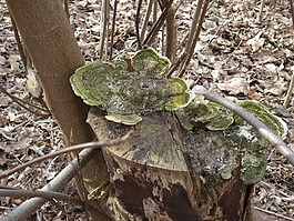 樹菌,性質(zhì),蘑菇