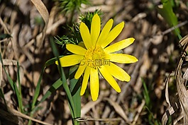 開(kāi)花,黃色,關(guān)閉
