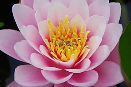 性質(zhì),花卉,水中百合