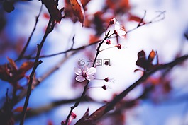 花,自然,樹(shù)