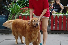 狗,大型犬,湿地
