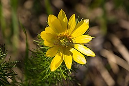 開花,黃色,花