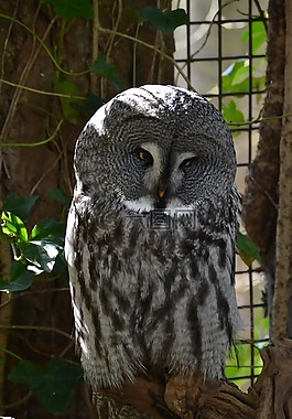 雕鸮,鳥,動(dòng)物園