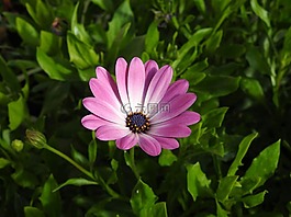 花,紫,开花