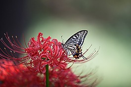 燕尾,鮮花,紅色