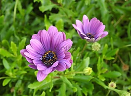 鮮花,紫,開(kāi)花