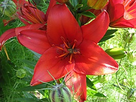 百合,花,紅色