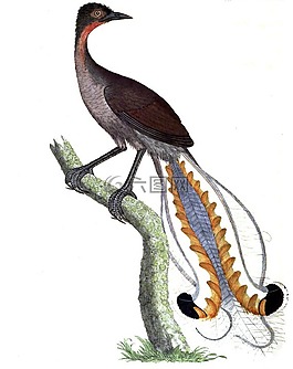 七弦琴鳥,模仿鳥,模仿