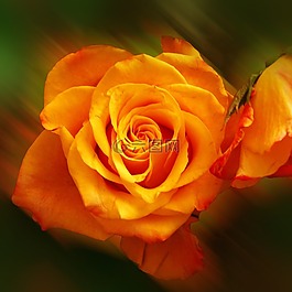 玫瑰,花,廠