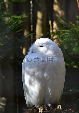雪鸮,動(dòng)物園,鳥(niǎo)