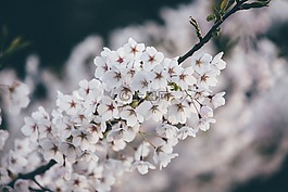 盛開(kāi),開(kāi)花,植物區(qū)系