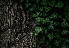 葉子,自然,植物