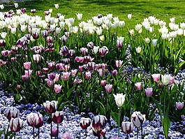 郁金香,育种郁金香,tulpenzwiebel