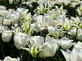 郁金香,育种郁金香,tulpenzwiebel