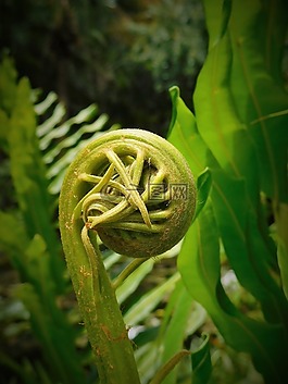 蕨類植物,蕨菜,植物