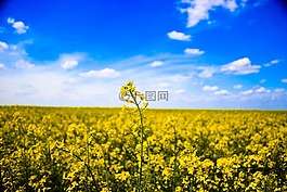 原野,特寫,自然