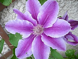 花,紫,萊