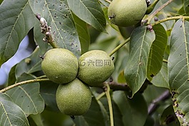 廠,樹,核桃