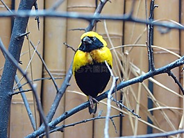鳥,黃色,黑色